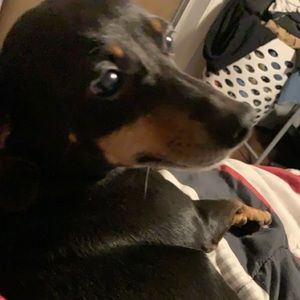 Meet your Posher, Samuel